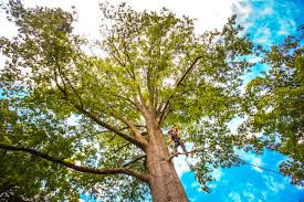 Trusted Grant, MI Tree Removal Experts