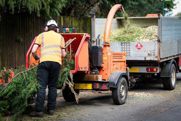 How Our Tree Care Process Works  in  Grant, MI